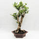 Izbová bonsai -Phyllanthus Niruri- fylant - 3/6
