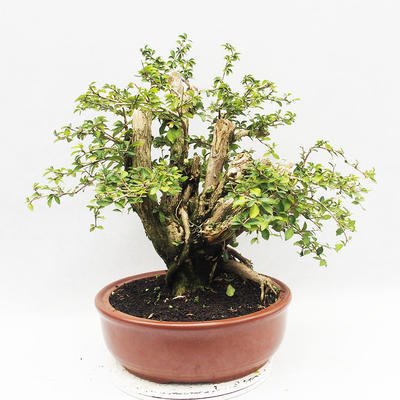 Izbová bonsai - Cudrania equisetifolia - 3