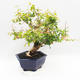 Izbová bonsai - Austrálska čerešňa - Eugenia uniflora - 3/5
