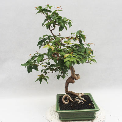 Izbová bonsai - Austrálska čerešňa - Eugenia uniflora - 3