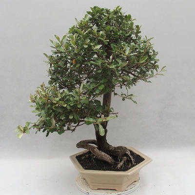Izbová bonsai -Eleagnus - hlošina - 3