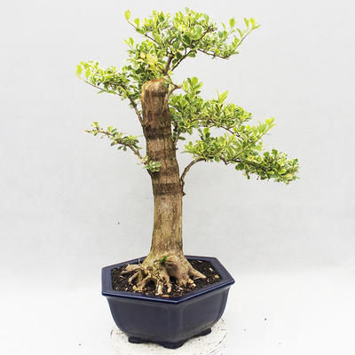Izbová bonsai - Durant erecta Variegata - 3