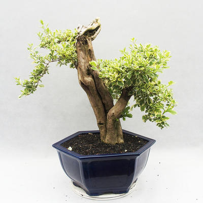 Izbová bonsai - Durant erecta Variegata - 3