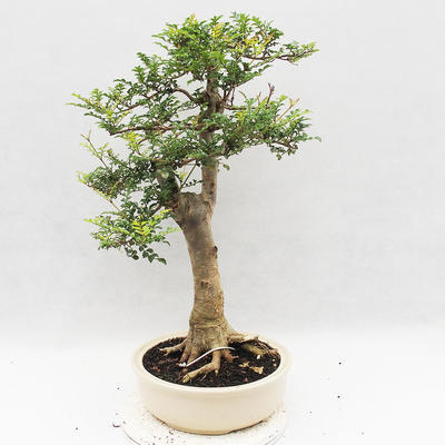 Izbová bonsai - Fraxinus uhdeii - izbový Jaseň - 3