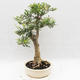 Izbová bonsai - Fraxinus uhdeii - izbový Jaseň - 3/6