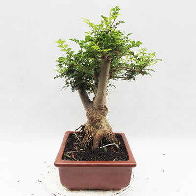 Izbová bonsai - Fraxinus uhdeii - izbový Jaseň - 3
