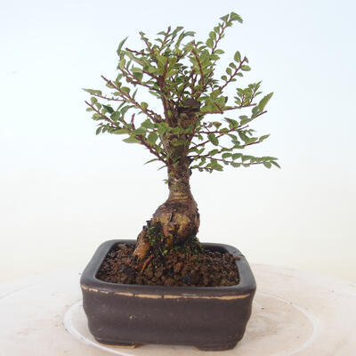 Vonkajšie bonsai - Ulmus parvifolia SAIGEN - malolistá brest - 3