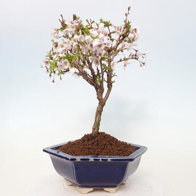 Vonkajší bonsai - Prunus incisa Kojou-no mai-Slivoň vyrezaná - 3