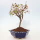 Vonkajší bonsai - Prunus incisa Kojou-no mai-Slivoň vyrezaná - 3/6