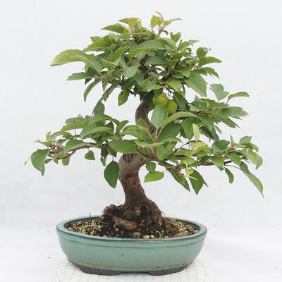 Vonkajší bonsai -Malus halliana - Maloplodé jabloň - 3