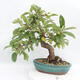 Vonkajší bonsai -Malus halliana - Maloplodé jabloň - 3/6
