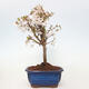 Vonkajší bonsai - Prunus incisa Kojou-no mai-Slivoň vyrezaná - 3/6