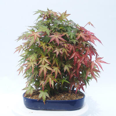 Acer palmatum - Javor dlanitolistý - lesík - 3