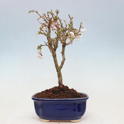 Vonkajší bonsai - Prunus incisa Kojou-no mai-Slivoň vyrezaná - 3