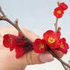 Vonkajší bonsai - Chaneomeles sup. Nicoline - kdulovec - 3/4