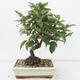 Vonkajší bonsai -Malus halliana - Maloplodé jabloň - 3/5
