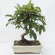 Vonkajší bonsai -Malus halliana - Maloplodé jabloň - 3/5