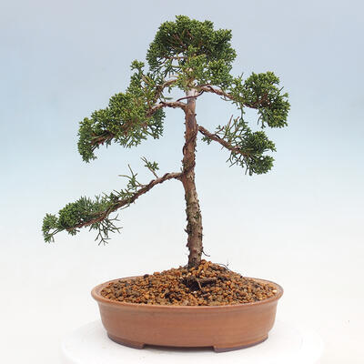 Vonkajšie bonsai - Juniperus chinensis Kishu -Jalovec čínsky - 3