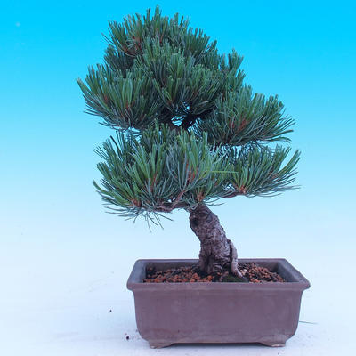 Vonkajší bonsai -Borovice drobnokvetá - Pinus parviflora glauca - 3