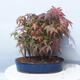 Acer palmatum - Javor dlanitolistý - lesík - 3/5
