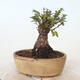 Vonkajšie bonsai - Ulmus parvifolia SAIGEN - malolistá brest - 3/6