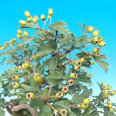 Vonkajšie bonsai - Hloh jednosemený - 3