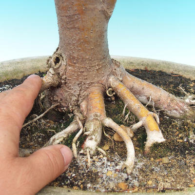 Vonkajšie bonsai - Lipa srdcovitá - 3