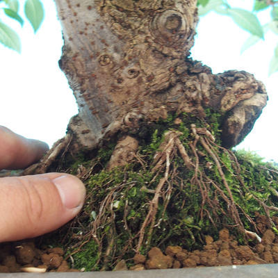 Vonkajší bonsai -Ulmus GLABRA Brest hrabolistý - 3
