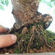 Vonkajší bonsai -Ulmus GLABRA Brest hrabolistý - 3/3