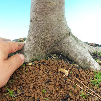 Vonkajšia bonsai-Fagus sylvatica - 3