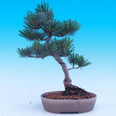 Vonkajší bonsai -Borovice drobnokvetá - Pinus parviflora glauca - 3