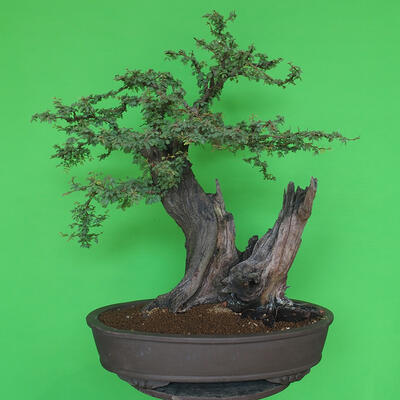 Izbová bonsai - Akacia Arabica - 3