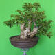 Izbová bonsai - Bouganwilea - 3/6