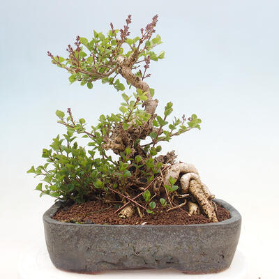 Vonkajší bonsai - Syringa Meyeri Palibin - Orgován Meyerov - 3