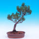 Vonkajší bonsai -Borovice drobnokvetá - Pinus parviflora glauca - 3/6
