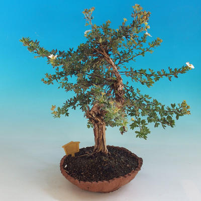 Vonkajšia bonsai-Nátržník krovitá - Dasiphora fruticosa biela - 3