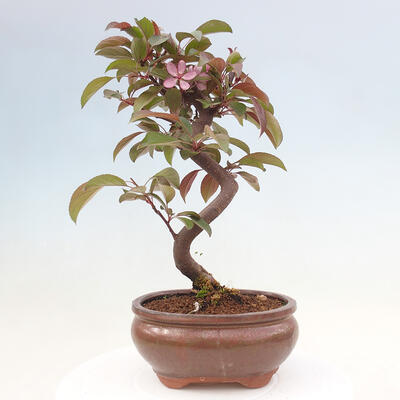 Vonkajší bonsai -Malus domestica - Maloplodá jabloň červenolistá - 3