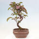 Vonkajší bonsai -Malus domestica - Maloplodá jabloň červenolistá - 3/6