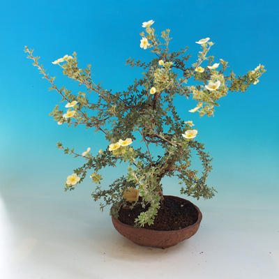 Vonkajšia bonsai-Nátržník krovitá - Dasiphora fruticosa žltá - 3