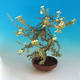 Vonkajšia bonsai-Nátržník krovitá - Dasiphora fruticosa žltá - 3/5