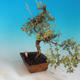 Vonkajšia bonsai-Nátržník krovitá - Dasiphora fruticosa žltá - 3/5