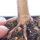 Vonkajšie bonsai - Acer palm. Atropurpureum-Javor dlaňolistý červený - 3/6