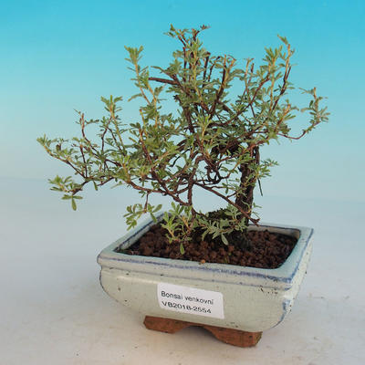 Vonkajšia bonsai-Nátržník krovitá - Dasiphora fruticosa žltá - 3