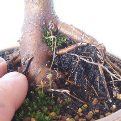 Vonkajšie bonsai - Acer palm. Atropurpureum-Javor dlaňolistý červený - 3