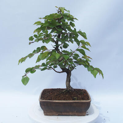 Vonkajší bonsai - Carpinus CARPINOIDES - Hrab kórejský - 3