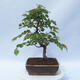 Vonkajší bonsai - Carpinus CARPINOIDES - Hrab kórejský - 3/4