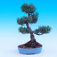 Vonkajší bonsai -Borovice drobnokvetá - Pinus parviflora glauca - 3/7