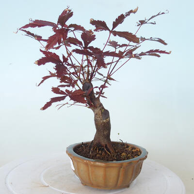 Vonkajšie bonsai - Acer palm. Atropurpureum-Javor dlaňolistý červený - 3