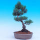 Vonkajší bonsai -Borovice drobnokvetá - Pinus parviflora glauca - 3/6