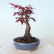 Vonkajšie bonsai - Acer palm. Atropurpureum-Javor dlaňolistý červený - 3/5